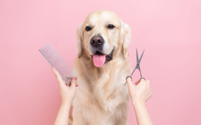 Kako pripremiti psa za prvi odlazak u salon za šišanje?