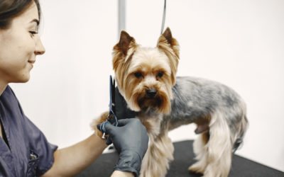 Zašto je važna nega Vašeg ljubimca?