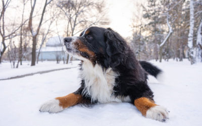 Kako pripremiti psa za zimu – preporuke, saveti i iskustva